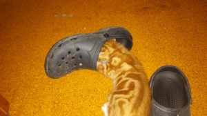 IJ gets stuck into my shoes