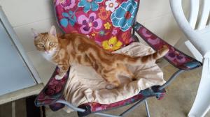Yoga stretches on his favorite pink chair